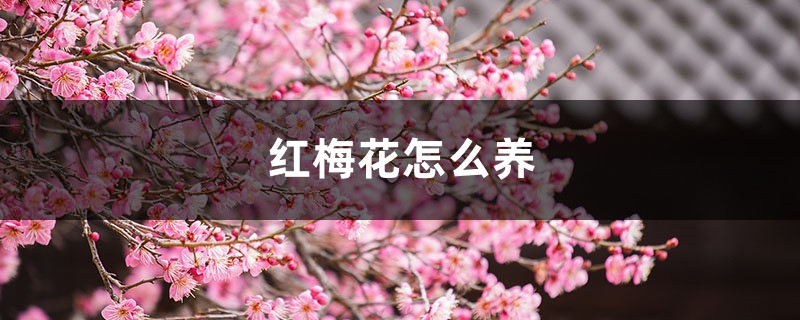 红梅花怎么养 红梅花怎么养