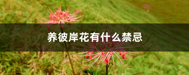 养彼岸花有什么禁忌 养彼岸花有什么禁忌