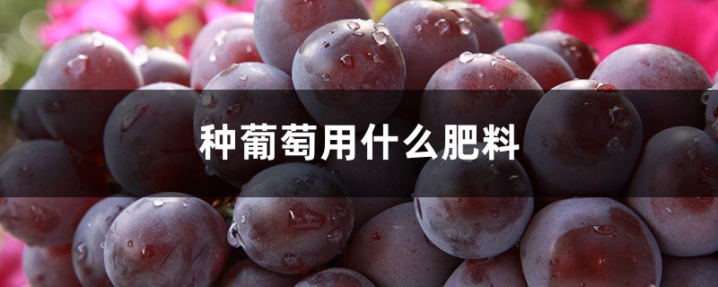 盆栽葡萄要施什么肥料 盆栽葡萄要施什么肥料