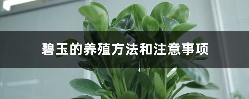 碧玉的养殖方法和注意事项 碧玉的养殖方法和注意事项