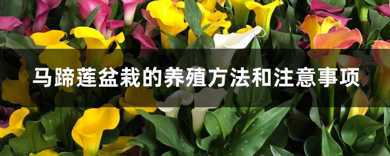 马蹄莲盆栽的养殖方法和注意事项 马蹄莲盆栽的养殖方法和注意事项