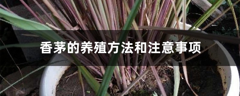 香茅的养殖方法和注意事项 香茅的养殖方法和注意事项