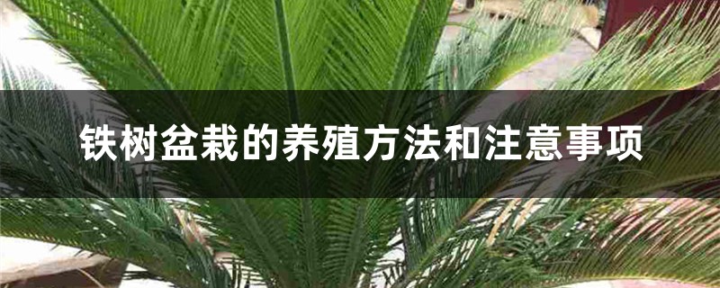 铁树盆栽的养殖方法和注意事项 铁树盆栽的养殖方法和注意事项