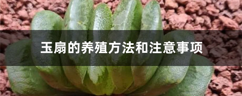 玉扇的养殖方法和注意事项 玉扇的养殖方法和注意事项