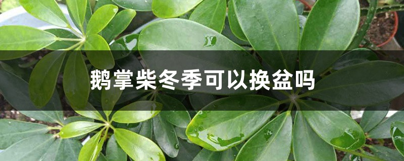 鹅掌柴冬季可以换盆吗,冬季怎么养茂盛 鹅掌柴冬季可以换盆吗,冬季怎么养茂盛