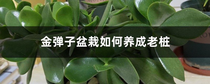 这种“盆栽”养成老桩可比玉树更值钱,枝叶绿,挂满小金果! 这种“盆栽”养成老桩可比玉树更值钱,枝叶绿,挂满小金果!