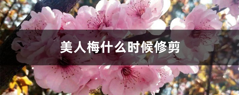 美人梅什么时候修剪,第一次怎么修剪 美人梅什么时候修剪,第一次怎么修剪