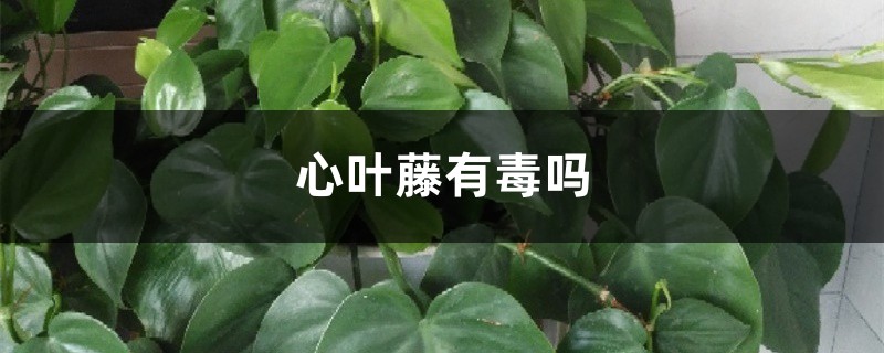 心叶藤有毒吗,净化空气吗,放在室内好吗 心叶藤有毒吗,净化空气吗,放在室内好吗