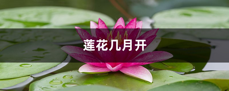 莲花几月开,怎么养 莲花几月开,怎么养