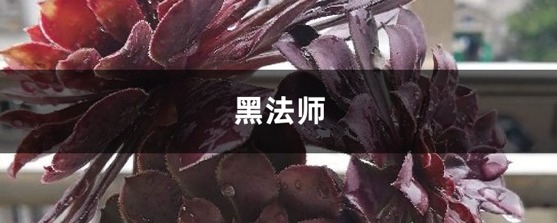 法师长得比人高,小偷来了都搬不动,咋养的? 法师长得比人高,小偷来了都搬不动,咋养的?