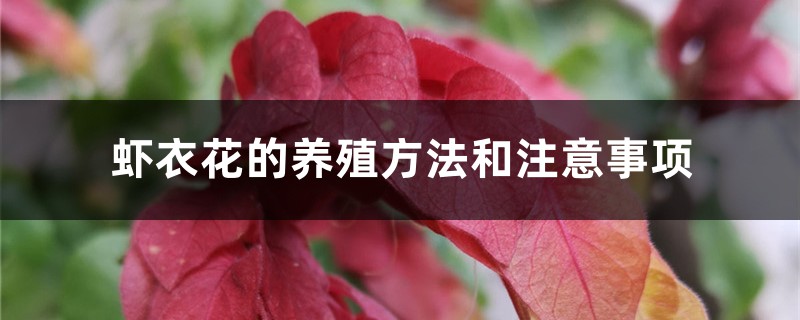 虾衣花的养殖方法和注意事项 虾衣花的养殖方法和注意事项