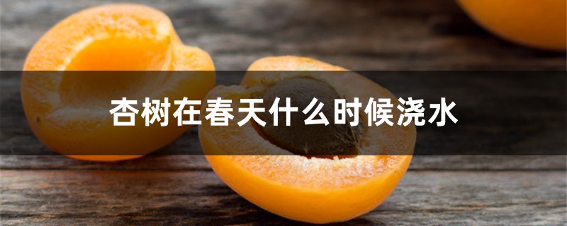 杏树在春天什么时候浇水 杏树在春天什么时候浇水