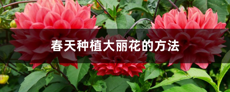 春天种植大丽花的方法 春天种植大丽花的方法
