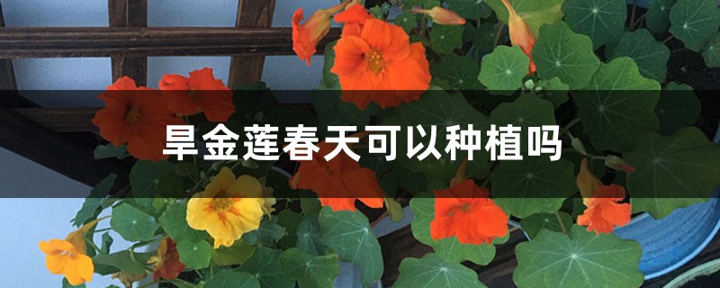 旱金莲春天可以种植吗 旱金莲春天可以种植吗