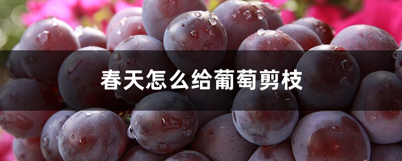 春天怎么给葡萄剪枝 春天怎么给葡萄剪枝