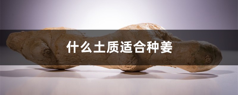 什么土质适合种姜 什么土质适合种姜