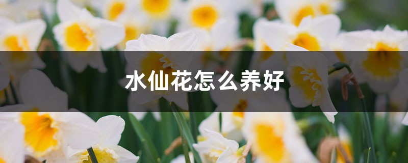 水仙花怎么养好 水仙花怎么养好