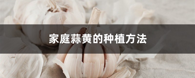 在家怎么种蒜黄,家里怎么种蒜黄长得快 在家怎么种蒜黄,家里怎么种蒜黄长得快