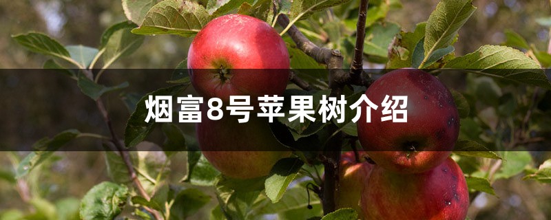 烟富8号苹果树介绍 烟富8号苹果树介绍