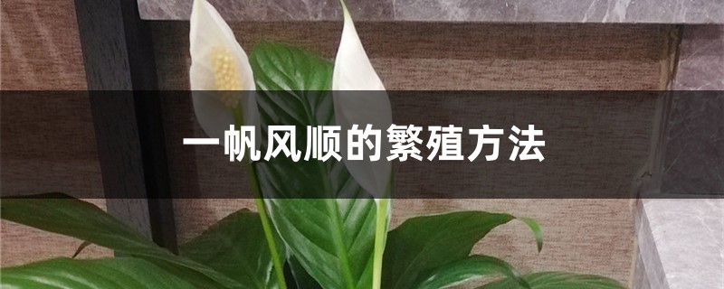 一帆风顺的繁殖方法 一帆风顺的繁殖方法