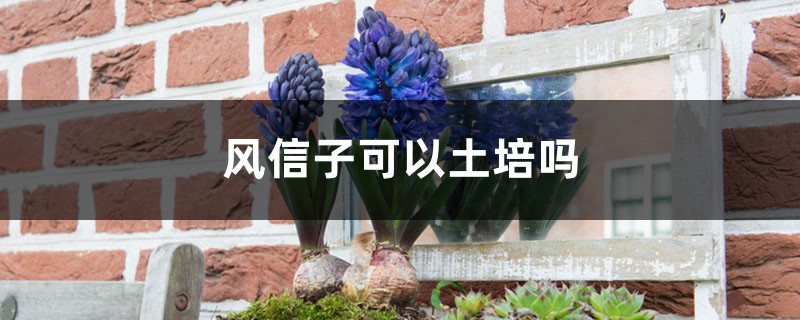风信子可以土培吗 风信子可以土培吗