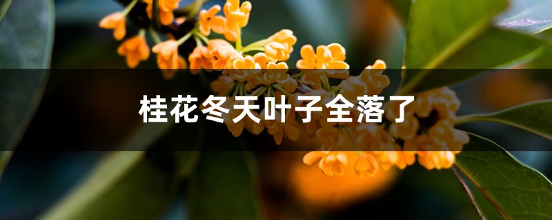 桂花冬天叶子全落了怎么办 桂花冬天叶子全落了怎么办