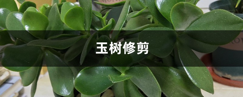 玉树修剪 玉树修剪