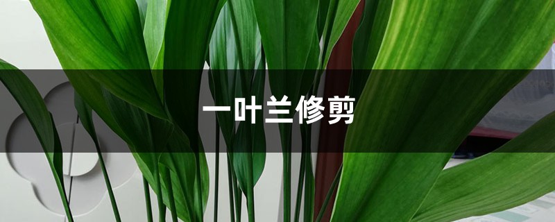 一叶兰如何修剪 一叶兰如何修剪