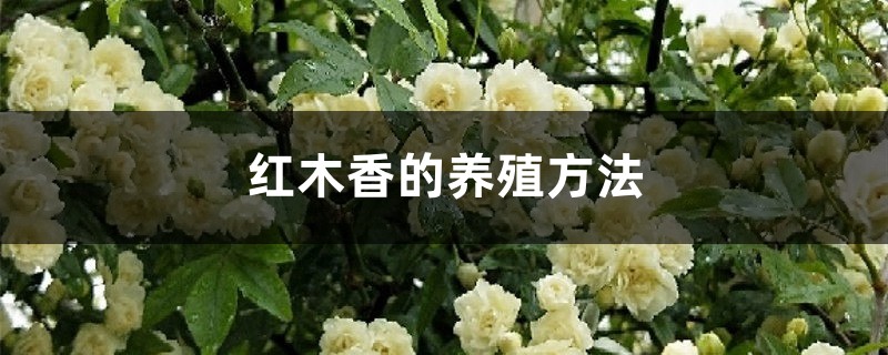 红木香的养殖方法,红木香花啥时候种植 红木香的养殖方法,红木香花啥时候种植