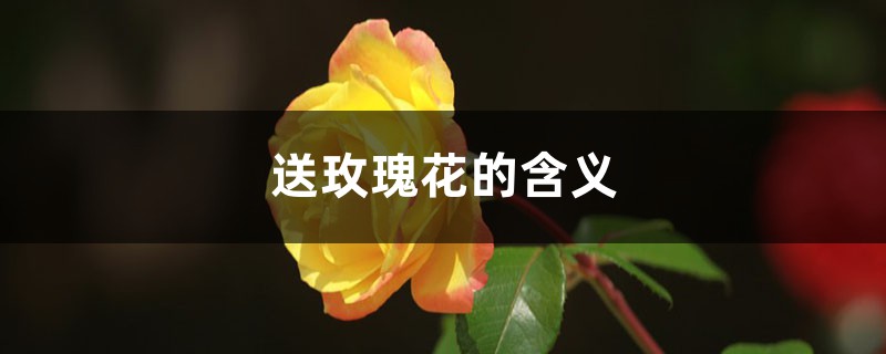 送玫瑰花的含义 送玫瑰花的含义