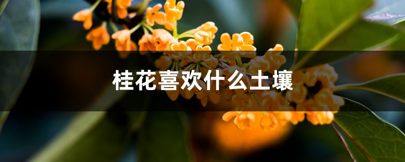 桂花喜欢什么土壤 桂花喜欢什么土壤