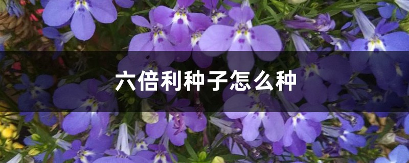 六倍利种子怎么种 六倍利种子怎么种