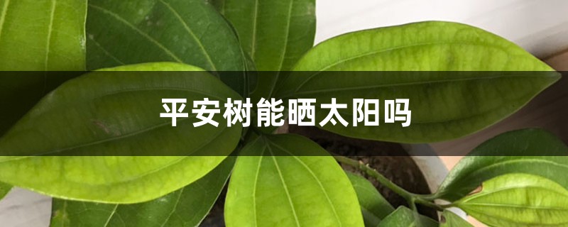 平安树能晒太阳吗,该怎么晒太阳? 平安树能晒太阳吗,该怎么晒太阳?