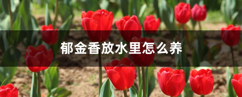 郁金香放水里怎么养 郁金香放水里怎么养