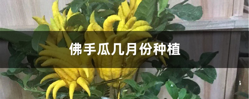 佛手瓜几月份种植 佛手瓜几月份种植