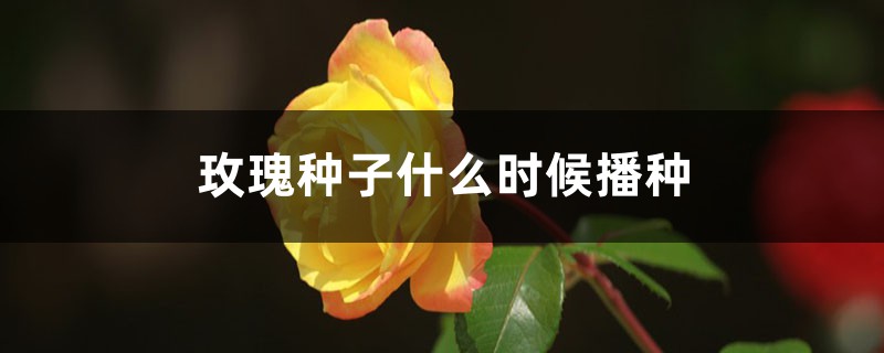 玫瑰种子什么时候播种 玫瑰种子什么时候播种