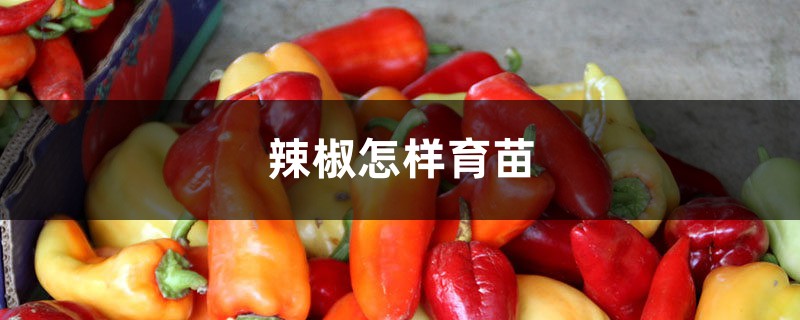辣椒怎样育苗 辣椒怎样育苗