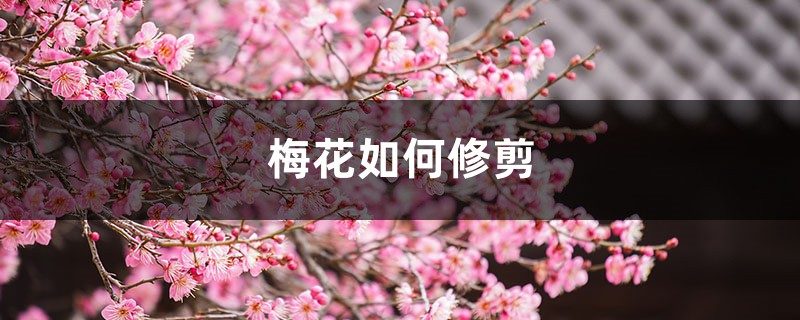 梅花如何修剪 梅花如何修剪