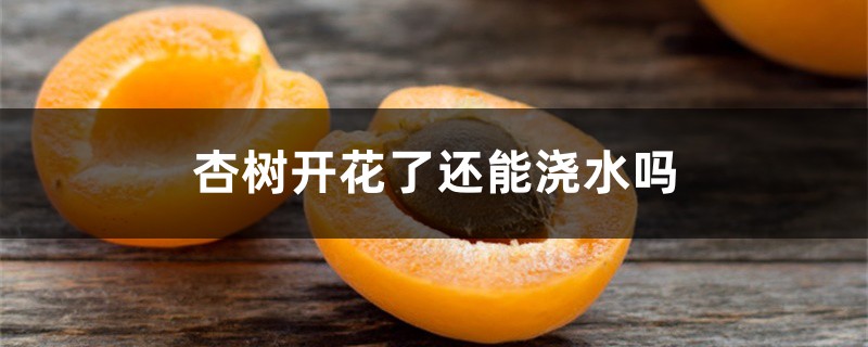 杏树开花了还能浇水吗 杏树开花了还能浇水吗