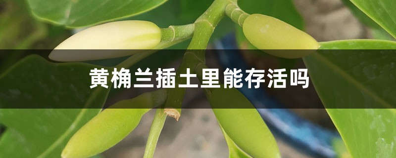 黄桷兰插土里能存活吗 黄桷兰插土里能存活吗