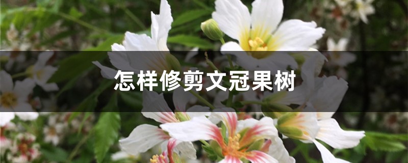 怎样修剪文冠果树 怎样修剪文冠果树
