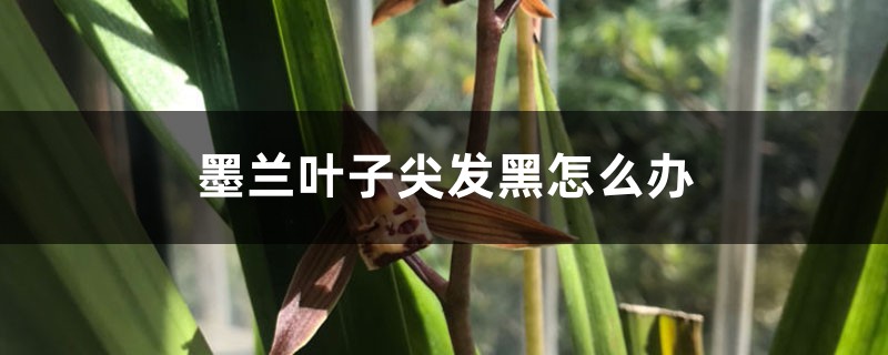墨兰叶子尖发黑怎么办 墨兰叶子尖发黑怎么办