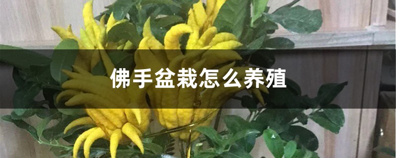 佛手盆栽怎么养殖 佛手盆栽怎么养殖