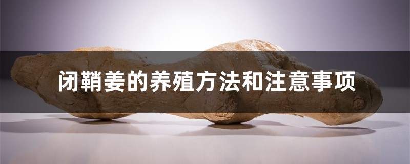 闭鞘姜的养殖方法和注意事项 闭鞘姜的养殖方法和注意事项