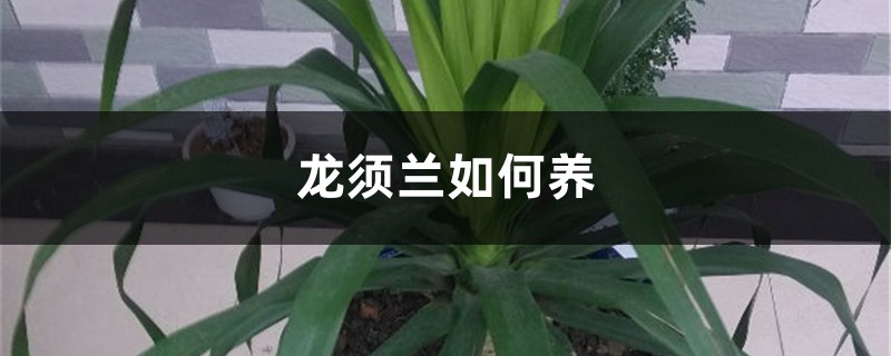 龙须兰如何养 龙须兰如何养