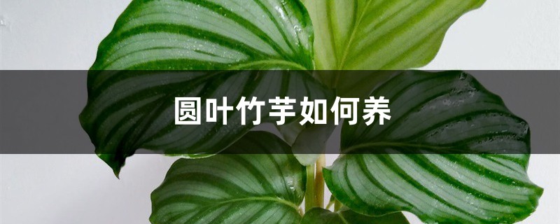圆叶竹芋如何养 圆叶竹芋如何养
