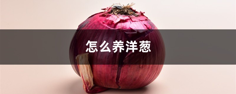 怎么养洋葱 怎么养洋葱
