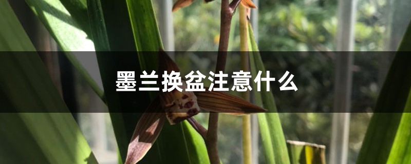 墨兰换盆注意什么 墨兰换盆注意什么