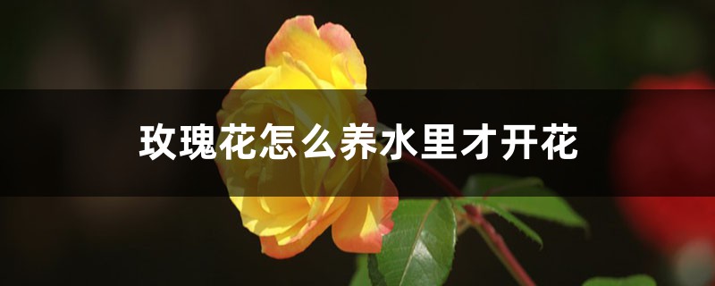 玫瑰花怎么养水里才开花 玫瑰花怎么养水里才开花
