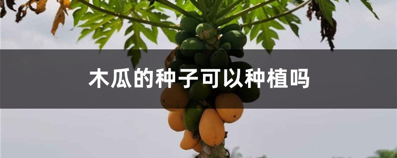 木瓜的种子可以种植吗 木瓜的种子可以种植吗